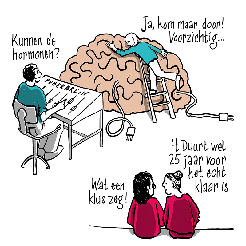 Illustratie met links in het midden een jongen in een blauwe trui achter een bureau waar met zwarte letters op staat: Puberbrein. Boven zijn hoofd staat de tekst: kunnen de hormonen? Rechts daarvan ligt een brein met daaruit 2 stekkers en er tegenaan een ladder met een persoon in blauwe trui erop. Boven de hoofd van die persoon staat de tekst: Ja, kom maar door! Voorzichtig.... Rechtsonderaan de illustratie zitten 2 meiden in een rode trui. Links daarvan staat de tekst: Wat een klus zeg! En rechts: 't Duurt wel 25 jaar voor het echt klaar is.